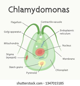 Chlamydomonas - the structure of the microorganism. Vector graphics.