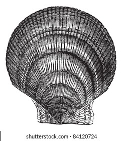 Chlamys islandica or Iceland scallop, vintage engraving. Old engraved illustration of Chlamys islandica isolated on a white background. Trousset encyclopedia (1886 - 1891).