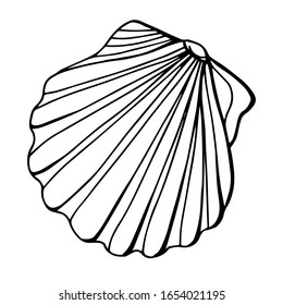 Cubón de Chlamys, Pectinidae. Línea de arte. Fondo blanco, aislamiento.Ilustración de material.