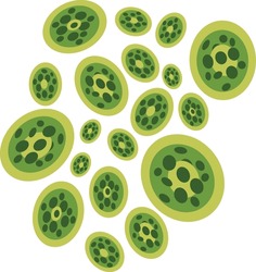 Chlorella Algae Illustration isolated on white Background.