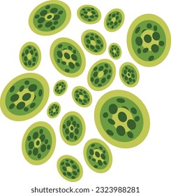 Chlorella Algae Illustration isolated on white Background.