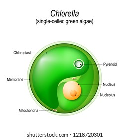 Chlorella. Anatomy of the single-celled green algae. Vector diagram for educational, biological, and science use