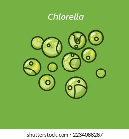 Chlorella have been extensively studied to obtain biomass or to extract bioactive compounds with potential applications in functional food supplements, as well as nutraceuticals and pharmaceuticals.