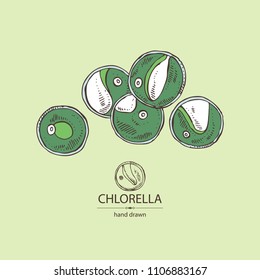 Chlorella: chlorella seaweed. Unicellular green algae. Edible seaweed. Vector hand drawn illustration.