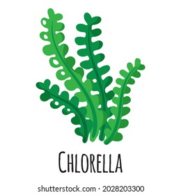 Chlorella superfood seaweed for template farmer market design, label and packing. Natural energy protein organic food. Vector cartoon isolated illustration.