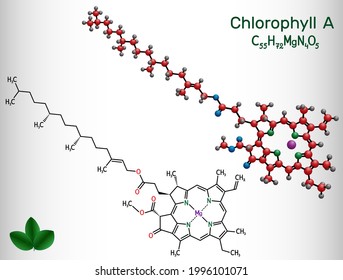 Chlorophyll A, chlorophyll molecule. It is photosynthetic pigment used in oxygenic photosynthesis. Structural chemical formula and molecule model. Vector illustration