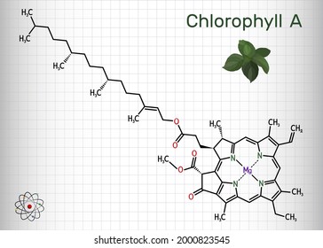 Chlorophyll A, chlorophyll molecule. It is photosynthetic pigment used in oxygenic photosynthesis. Skeletal chemical formula. Sheet of paper in a cage. Vector illustration