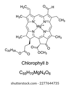 Chlorophyll b, chemical formula and structure. Contained in land plants, helping in photosynthesis by absorbing light energy. Single magnesium atom bound by 4 nitrogen atoms in a plane porphyrin ring.