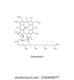 Chlorophyll B flat skeletal molecular structure Colouring agent treatment. Vector illustration scientific diagram.