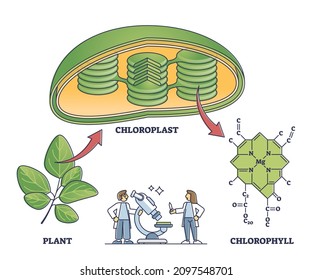 Chlorophyll and chloroplast from plant to chemical formula outline diagram. Labeled educational scientific closeup with green leaves structure explanation from biochemistry side vector illustration.