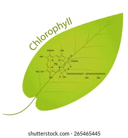 Chlorophyll formula on green leaf.  Eps 10