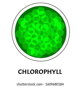 Chlorophyll. Green coloring matter of leaves. Chlorophyll structure. Vector illustration on isolated background.