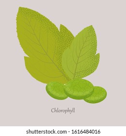 Chlorophyll is a green photosynthetic pigment in the leaves of plants. Green leaves and chlorophyll molecules on a gray background.