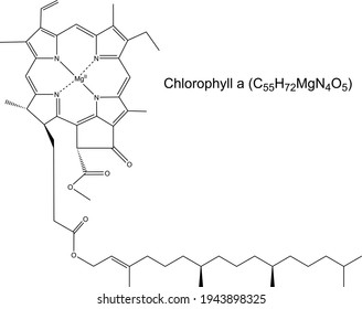 Chlorophyll a green pigment molecule chemical formula