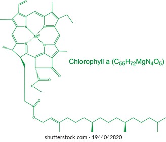 Chlorophyll a green pigment molecule chemical formula