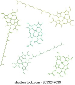 Chlorophyll types a, b, c1, c2, d isolated on white. Hand drawn atomic chemical structures of molecules.