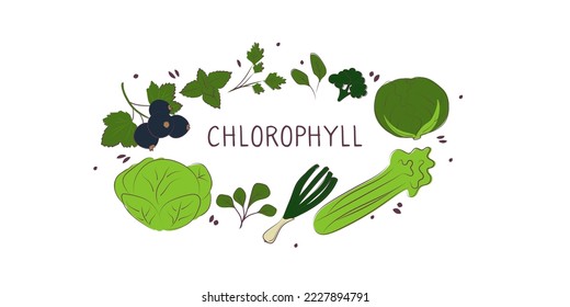 Chlorophyll-containing food. Groups of healthy products containing vitamins and minerals. Set of fruits, vegetables, meats, fish and dairy.