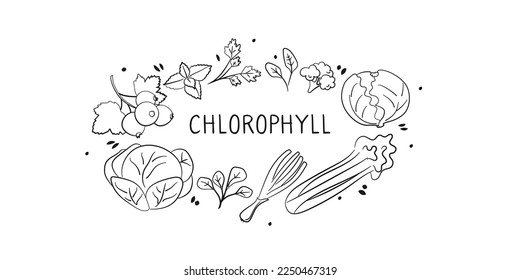 Chlorophyll-containing food. Groups of healthy products containing vitamins and minerals. Set of fruits, vegetables, meats, fish and dairy.