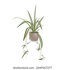 Chlorophytum crested (lat. Chlorophytum comosum). Tropical exotic plant in a ceramic flower pot isolated on a white background. Vector realistic image for room design project, advertising sale banner.