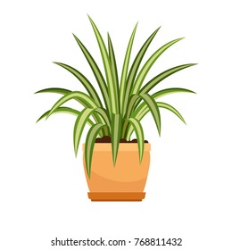 Chlorophytum house plant in flower pot, vector icon on whote background