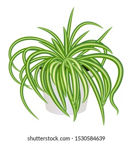 Chlorophytum in pot isolated on the white background, modern houseplants, vector illustration