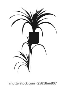 Chlorophytum. A potted houseplant. Vector illustration. Silhouette of a plant