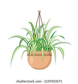 Chlorophytum or spider plant in hanging flower pot. Decorative indoor houseplant isolated on white background. Flat or cartoon vector illustration for cozy home or office interior.