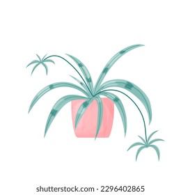 Chlorophytum, Spider plant. Houseplant Vector cartoon illustration. 
