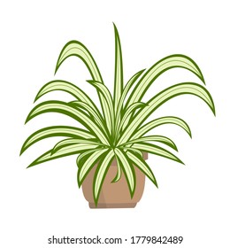 Chlorophytum or spider plant on white background. Home plant in pot. Vector cartoon illustration.