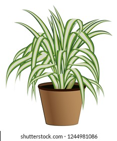 Chlorophytum spider plant in vector illustration