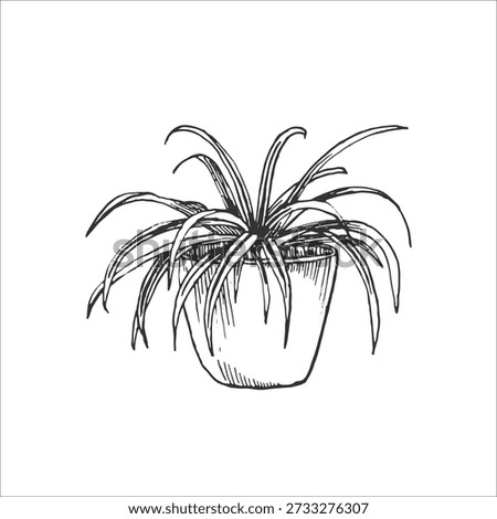Chlorophytum vector illustration, hand-drawn in ink. Black and white sketch of a potted houseplant. Isolated object for card and label design.