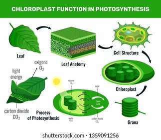 Chloroplast converting light energy into sugar for green plant cells food photosynthesis infographic elements schema vector illustration