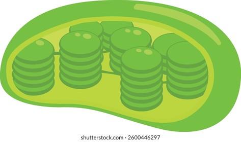 Chloroplast Flat design vector illustration
