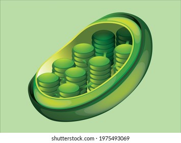 Chloroplast High Quality Image and Vector art. These organelles that conduct photosynthesis. Where the photosynthetic pigment chlorophyll captures the energy from sunlight,