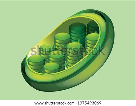 Chloroplast High Quality Image and Vector art. These organelles that conduct photosynthesis. Where the photosynthetic pigment chlorophyll captures the energy from sunlight, Stock photo © 