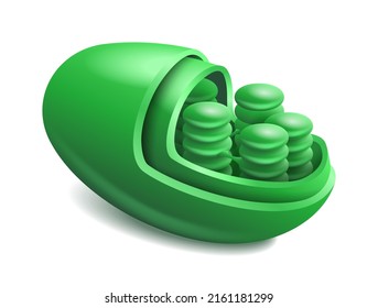 Chloroplast - membrane-bound organelle that conducts photosynthesis in plant and algal cells. Illustration in 3D style