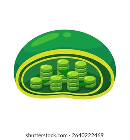Chloroplast organelle anatomy for education.Structure of chloroplast in plant cells or leaf.