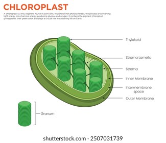 Chloroplast organelle found in plant cells, responsible for photosynthesis, converting light energy into chemical energy, producing glucose and oxygen.