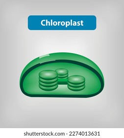 Chloroplast - an organelle within the cells of plants and certain algae that is the site of photosynthesis - the process by which energy from the Sun is converted into chemical energy for growth.