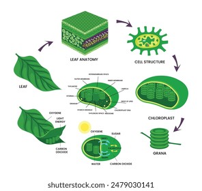 Chloroplast photosynthesis infographic elements poster design, Chlorophyll and chloroplast, educational scientific closeup with green leaves structure, Diagram showing process of photosynthesis.