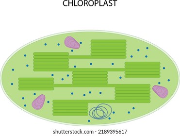 Chloroplast (plastid, membrane-bound organelle of plant cells)
