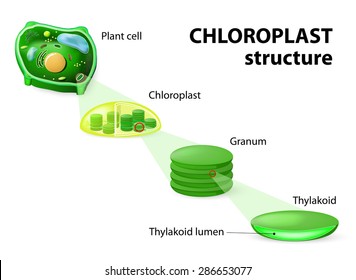 chloroplast structure. Plant cell, chloroplast, granum and thylakoid. 