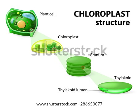 chloroplast structure. Plant cell, chloroplast, granum and thylakoid.  Stock photo © 