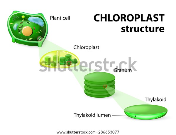 葉緑体構造体 植物細胞 葉緑体 顆粒膜 チラコイド のベクター画像素材 ロイヤリティフリー