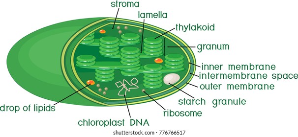 Chloroplast structure with titles