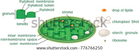 Chloroplast structure with titles Stock photo © 