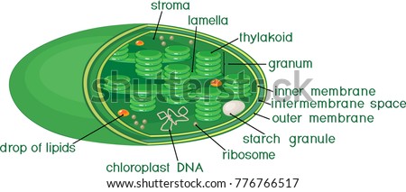Chloroplast structure with titles Stock photo © 