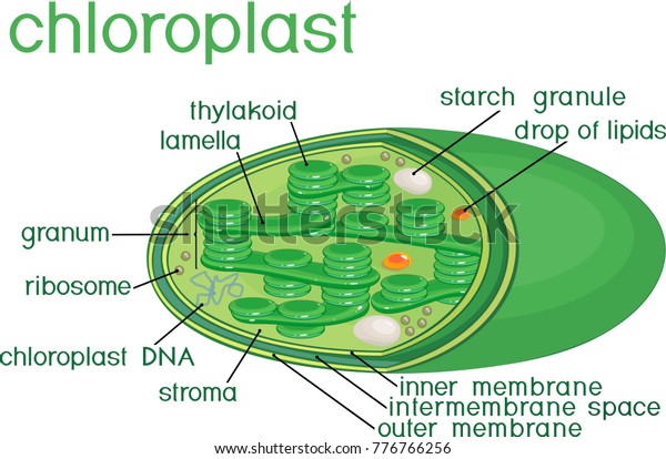 Chloroplasten Funktion