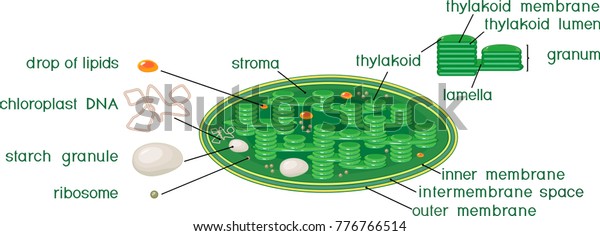 Chloroplast Structure Titles Stock Vector (Royalty Free) 776766514