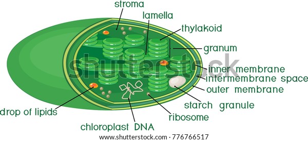 Chloroplast Structure Titles Stock Vector (Royalty Free) 776766517 ...